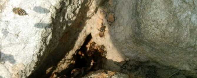 怎样寻找野生蜜蜂窝