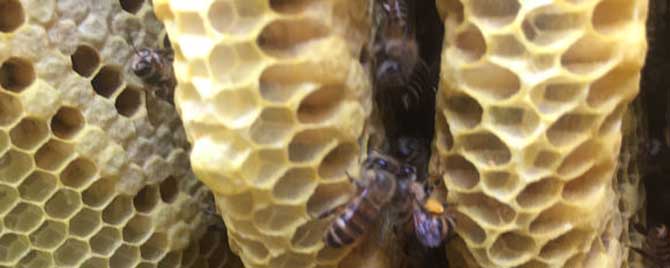 什么季节诱蜂最容易成功