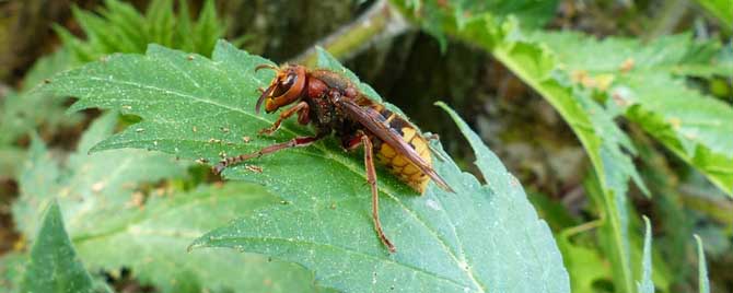 马蜂会主动攻击人吗