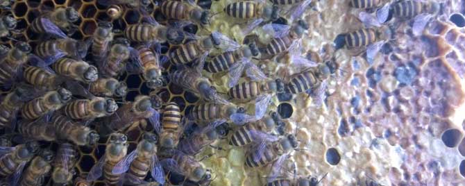 介王多久才放出来蜂王