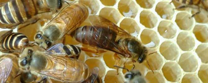 急造王台需要几天的幼虫