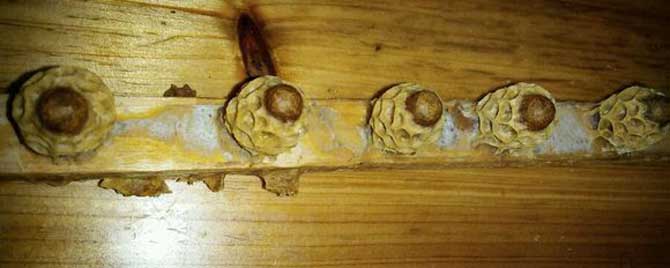 急造王台是卵还是幼虫