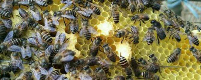 失王多长时间起急造王台