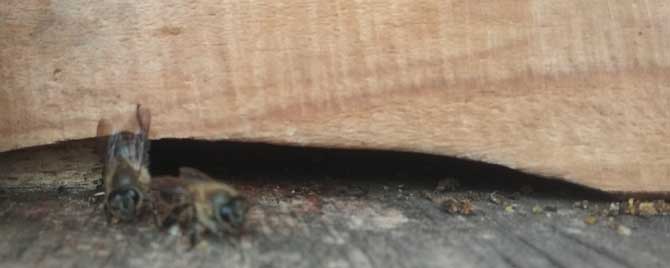 诱蜂箱放在什么地方好