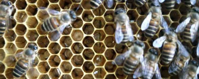 蜂王出来多久开始产卵