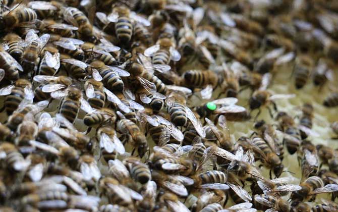 蜂群失王没王台怎么办