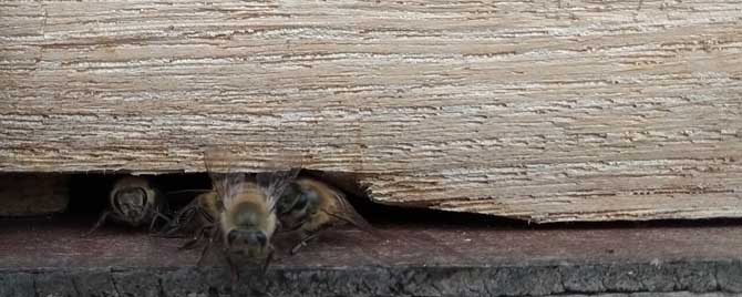 怎样养蜂才能赚到钱