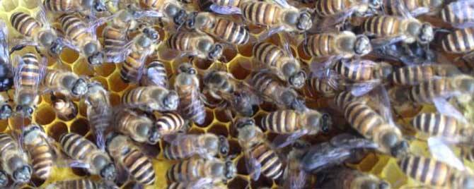 怎么介王才最安全