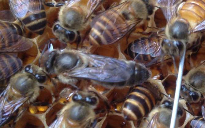 中蜂怎样介王最安全