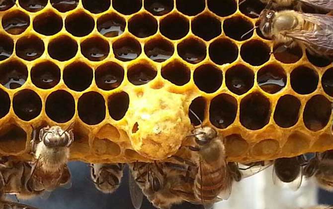 中蜂王台多久检查一次