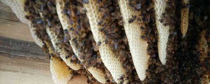 蜜蜂是怎样过冬的
