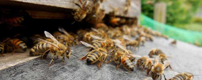 蜜蜂什么时候开始春繁
