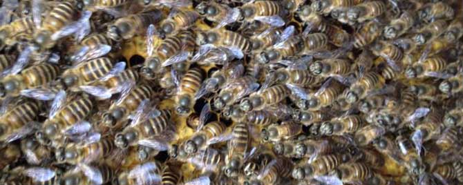 蜂王会像工蜂那样飞吗