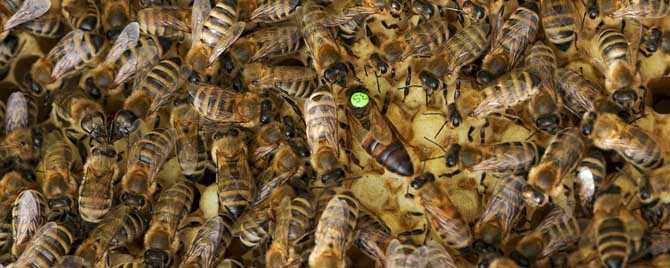 蜂王死了蜂群会逃跑吗