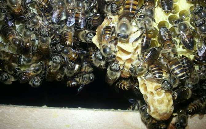 怎样养中蜂它才不会跑