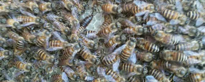 蜜蜂失王后是什么表现