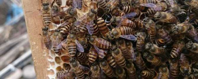 没有蜂王的蜜蜂怎么养