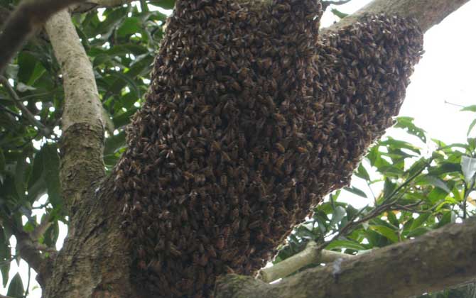 分蜂前几小时预兆有哪些