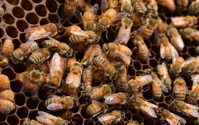 蜂王死了蜂群会跑吗