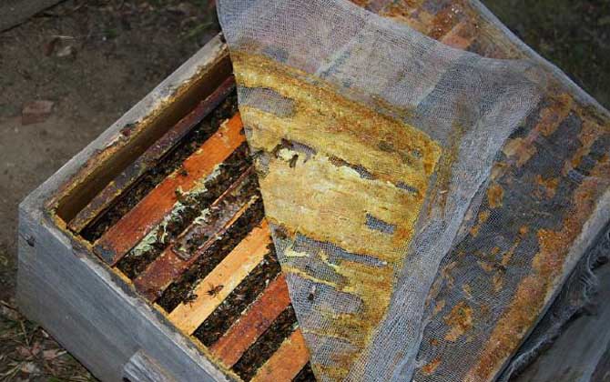 蜂胶在蜂巢的什么地方