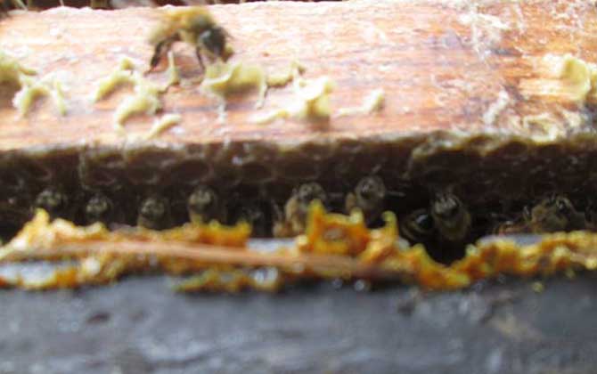 蜂胶在蜂箱的哪个部位