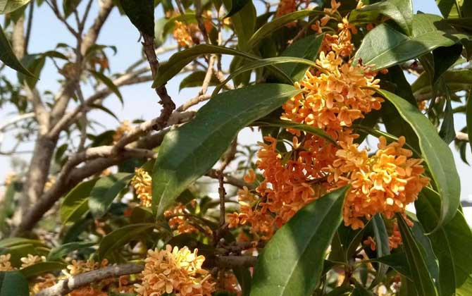 桂花树什么时候开花