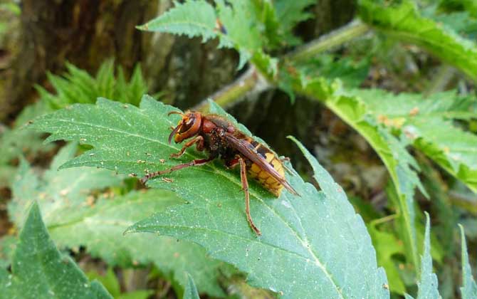 人工养殖胡蜂不筑巢怎么办