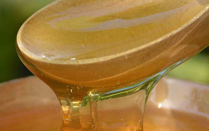 槐花蜜40元一斤贵不贵