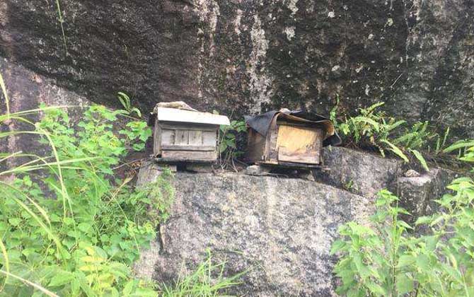 蜂蜡怎样诱蜂效果最好