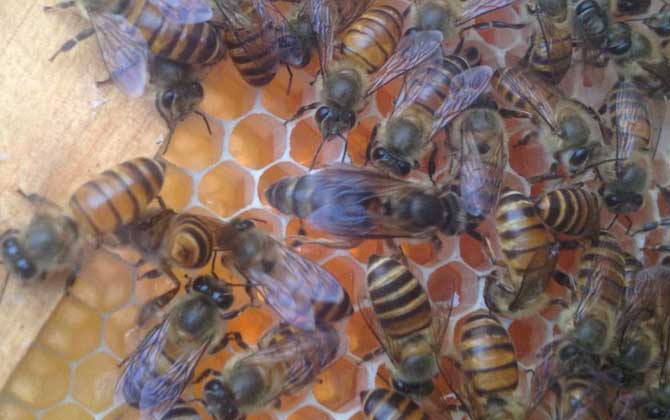 介王一般几天可以放王