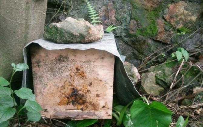 怎样百分百诱到侦查蜂