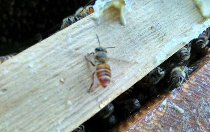 介王成功蜜蜂的表现有哪些