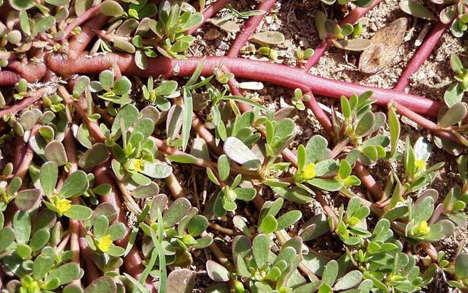 解蜂毒的中草药有哪些