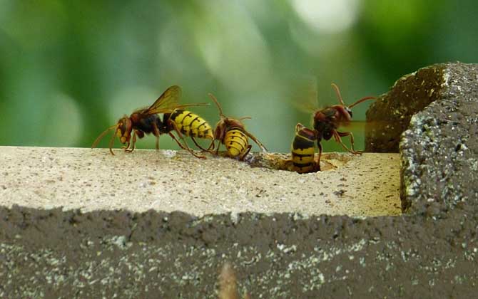 马蜂报复的原理及驱赶方法