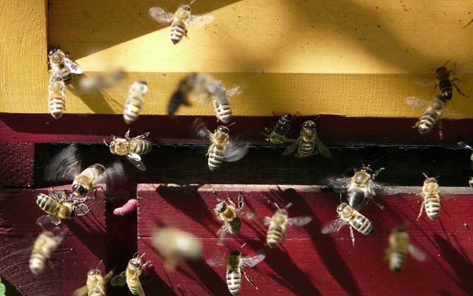 蜜蜂失王怎么判断出来