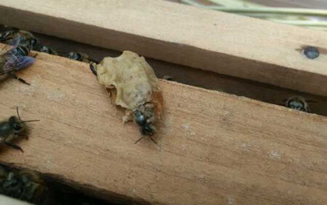 工蜂产的王台是蜂王吗