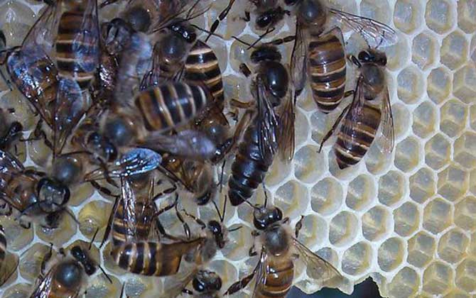 工蜂杀死蜂王是怎么回事