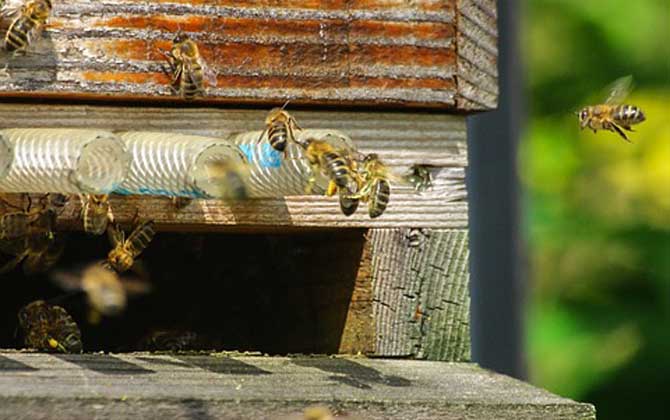 蜂群合并会不会回蜂