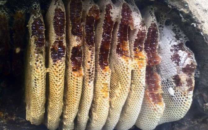 割蜜如何防止蜂王出逃