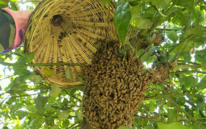 诱蜂