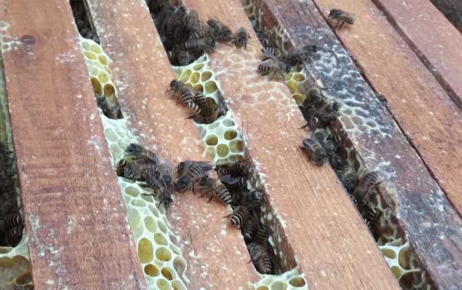 新手合并中蜂最好方法