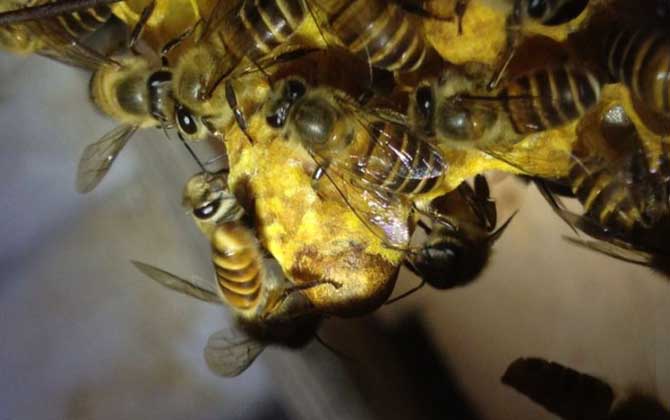 新手养蜂怎样获得蜂王