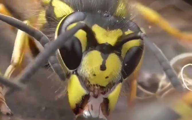 养200窝胡蜂有多少钱