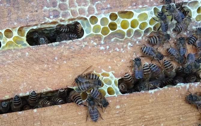 如何控制中蜂不分蜂