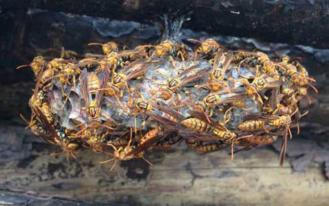 一窝胡蜂有多少只蜂王