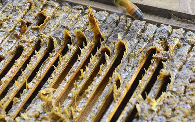 一斤蜂胶泡多少酒最合适