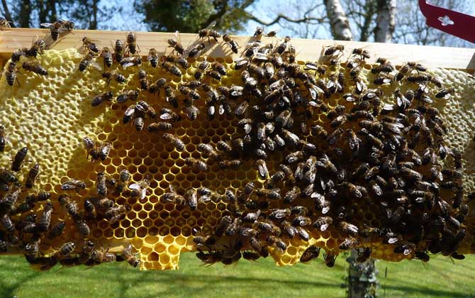 意蜂几脾秋繁效果最好