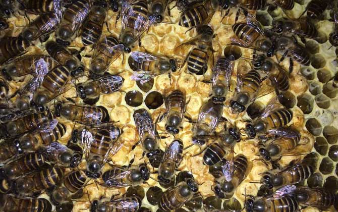 中蜂秋繁如何加换巢脾