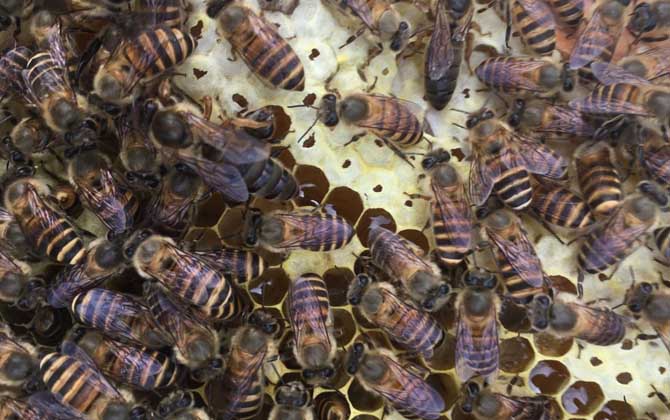 如何判断蜂王交尾成功