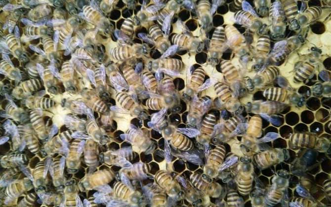 中蜂秋繁什么时候加脾